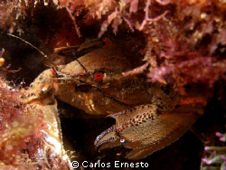 Velvet crab (Necora puber) by Carlos Ernesto 
